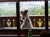 Foxterrier Drahthaar Foto (ID 24468) Foxterrier Drahthaar Hund