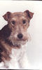 Foxterrier Drahthaar Foto: ein typischer foxterrier (ID 26606) Foxterrier Drahthaar Hund