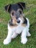 Foxterrier Drahthaar Foto: 6 Wochen alte Drahthaar-Foxterrierhündin (ID 38846) Foxterrier Drahthaar Hund