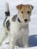 Foxterrier Drahthaar Foto (ID 22148) Foxterrier Drahthaar Hund