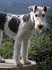 Foxterrier Drahthaar Foto: ...im Schnee gefällts mir... (ID 22152) Foxterrier Drahthaar Hund