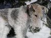 Foxterrier Drahthaar Foto: ...im Schnee gefällts mir... (ID 22151) Foxterrier Drahthaar Hund