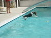 Foxterrier Drahthaar Foto: Urlaub ist einfach genial !! (ID 39141) Foxterrier Drahthaar Hund