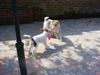 Foxterrier Drahthaar Foto: wir lieben uns fur immer. (ID 26320) Foxterrier Drahthaar Hund