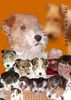 Foxterrier Drahthaar Foto: wir sind sehr glucklich zusammen (ID 23504) Foxterrier Drahthaar Hund