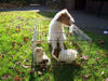 Foxterrier Drahthaar Foto: Sadle und der kleine kaninchen (ID 28625) Foxterrier Drahthaar Hund