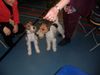 Foxterrier Drahthaar Foto: Die beste freundinnen ! (ID 28537) Foxterrier Drahthaar Hund