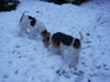 Foxterrier Drahthaar Foto: zusammen alles beobachten im schnee ! (ID 27001) Foxterrier Drahthaar Hund