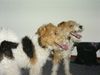 Foxterrier Drahthaar Foto: wir schauen immer so wenn wir was lekkers bekommen (ID 23750) Foxterrier Drahthaar Hund