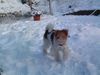 Foxterrier Drahthaar Foto: Spielen im schnee ist das schonste was es gibt (ID 29786) Foxterrier Drahthaar Hund