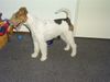 Foxterrier Drahthaar Foto: ich bin ganz klein und lieb ! (ID 23749) Foxterrier Drahthaar Hund