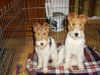 Foxterrier Drahthaar Foto: Wir beiden sind sehr schone foxterriers (ID 24395) Foxterrier Drahthaar Hund
