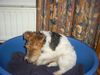 Foxterrier Drahthaar Foto: Tessa ist klein und sehr lieb ! (ID 23963) Foxterrier Drahthaar Hund