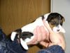 Foxterrier Drahthaar Foto: ich bin eine stunde alt ! (ID 23872) Foxterrier Drahthaar Hund