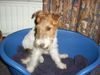Foxterrier Drahthaar Foto: Tessa schaut sehr lieb zu ! (ID 23964) Foxterrier Drahthaar Hund