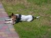 Foxterrier Drahthaar Foto: Tessa findet es sehr fein in der sonne zu liegen (ID 22657) Foxterrier Drahthaar Hund