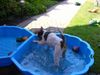 Foxterrier Drahthaar Foto: spielen mit wasser das mach ich sehr gerne (ID 25012) Foxterrier Drahthaar Hund