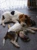 Foxterrier Drahthaar Foto: zwei geschwistern die immer zusammen schlafen (ID 23378) Foxterrier Drahthaar Hund