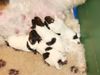 Foxterrier Drahthaar Foto: wir vier bei unsere liebe Mutter ! (ID 25669) Foxterrier Drahthaar Hund