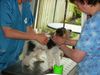 Foxterrier Drahthaar Foto: das erste mal beim hunde friseur (ID 25767) Foxterrier Drahthaar Hund