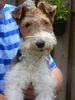 Foxterrier Drahthaar Foto: Ich bin sehr schon und lieb (ID 23241) Foxterrier Drahthaar Hund