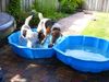 Foxterrier Drahthaar Foto: wir als geschwister spielen mit wasser ist sehr gerne ! Daisy und Tessa . (ID 25013) Foxterrier Drahthaar Hund