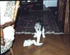 Foxterrier Drahthaar Foto: ich bin nog klein und spielen finde ich das schonste was es gibt ! (ID 23564) Foxterrier Drahthaar Hund