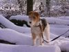 Foxterrier Drahthaar Foto: im schnee ist es immer schon in die natur (ID 23459) Foxterrier Drahthaar Hund