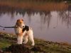 Foxterrier Drahthaar Foto: Ich liebe die natur (ID 22633) Foxterrier Drahthaar Hund