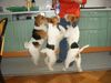 Foxterrier Drahthaar Foto: Der drei Sahne esser ! (ID 29844) Foxterrier Drahthaar Hund