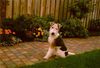 Foxterrier Drahthaar Foto: ich bin ganz klein und lieb (ID 23279) Foxterrier Drahthaar Hund