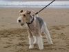 Foxterrier Drahthaar Hund