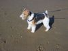 Foxterrier Drahthaar Hund