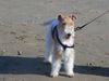 Foxterrier Drahthaar Foto: Ich finde es schon am grobe meer zu sein. (ID 25852) Foxterrier Drahthaar Hund