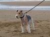 Foxterrier Drahthaar Hund