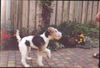 Foxterrier Drahthaar Foto: ich bin der liebste auf der welt ! (ID 26594) Foxterrier Drahthaar Hund