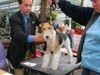 Foxterrier Drahthaar Foto: Ich bin der schonheit selbe ! Timmie. (ID 31640) Foxterrier Drahthaar Hund