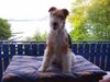 Foxterrier Drahthaar Foto: Aussicht auf den schonen klopeinersee ! (ID 23574) Foxterrier Drahthaar Hund
