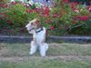 Foxterrier Drahthaar Foto: Timmie fur den schone rote rosen ! (ID 32679) Foxterrier Drahthaar Hund