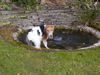 Foxterrier Drahthaar Foto: Es ist kalt um diese zeit in der schnee (ID 29845) Foxterrier Drahthaar Hund