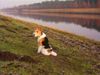 Foxterrier Drahthaar Foto: hier bin ich sehr gerne (ID 23380) Foxterrier Drahthaar Hund