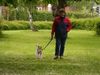 Foxterrier Drahthaar Foto: spazieren ist fur uns beiden das ende ! (ID 23814) Foxterrier Drahthaar Hund