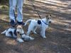 Foxterrier Drahthaar Foto: Wir sind sehr lieben foxterriers (ID 25436) Foxterrier Drahthaar Hund
