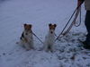 Foxterrier Drahthaar Foto: Mutter und Tochter im schnee ! (ID 27734) Foxterrier Drahthaar Hund