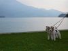 Foxterrier Drahthaar Foto: an die schone Wolfgangsee (ID 39222) Foxterrier Drahthaar Hund
