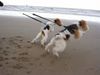 Foxterrier Drahthaar Foto: Mutter und Tochter lieben es bei sehr fiel wasser zu sein! (ID 26081) Foxterrier Drahthaar Hund