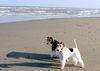Foxterrier Drahthaar Foto: Timmie und Daisy an das meer (ID 44923) Foxterrier Drahthaar Hund