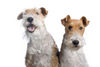 Foxterrier Drahthaar Foto: Wir beiden als fotomodellen Timmie und Daisy (ID 38384) Foxterrier Drahthaar Hund