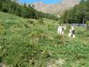 Foxterrier Drahthaar Foto: Timmie und Daisy in den Alpen (ID 42811) Foxterrier Drahthaar Hund