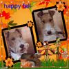 Foxterrier Drahthaar Foto: Wir lieben den schone herbst (ID 44996) Foxterrier Drahthaar Hund
